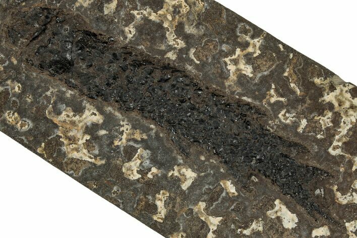 Devonian Lobed-Fin Fish (Osteolepis) Fossil - Scotland #354102